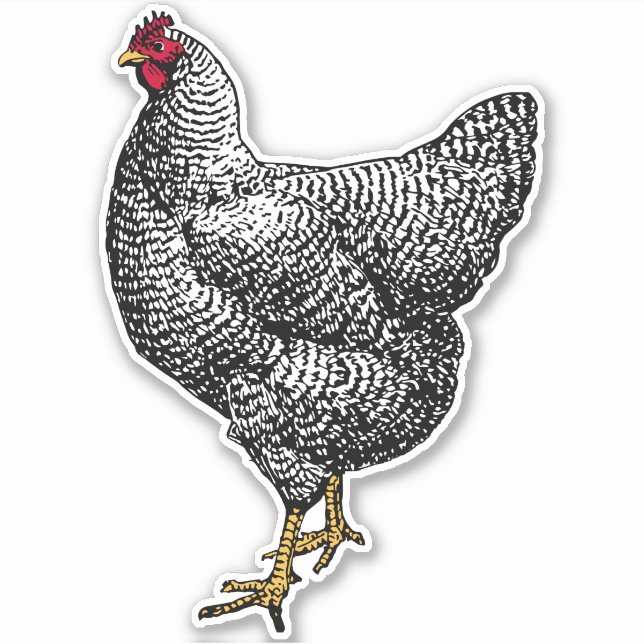 Sticker Poulet de Plymouth Rock vintage (Devant)