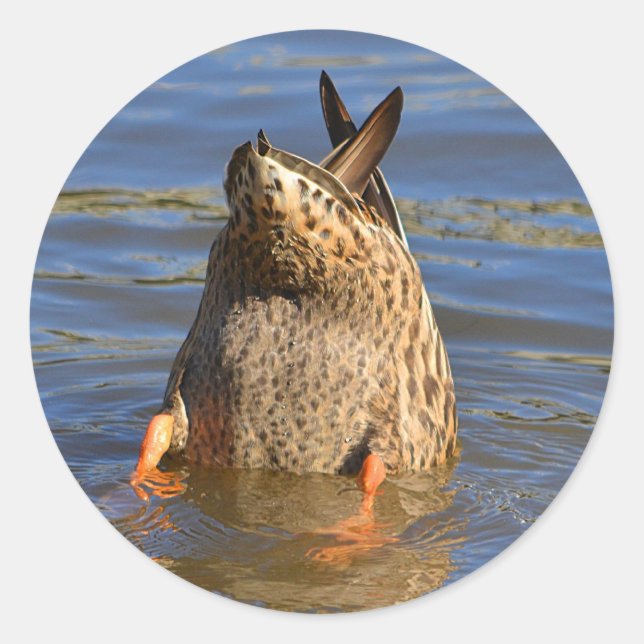 Sticker pour canard haut (Devant)