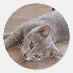 Sticker pour chat gris