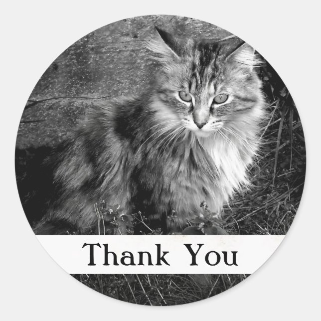 Sticker pour chats à capuchon Merci Maine (Devant)