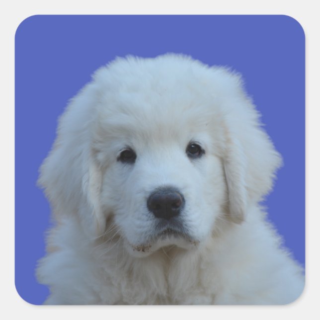 Sticker pour chien de berger polonais sur Arrière  (Devant)