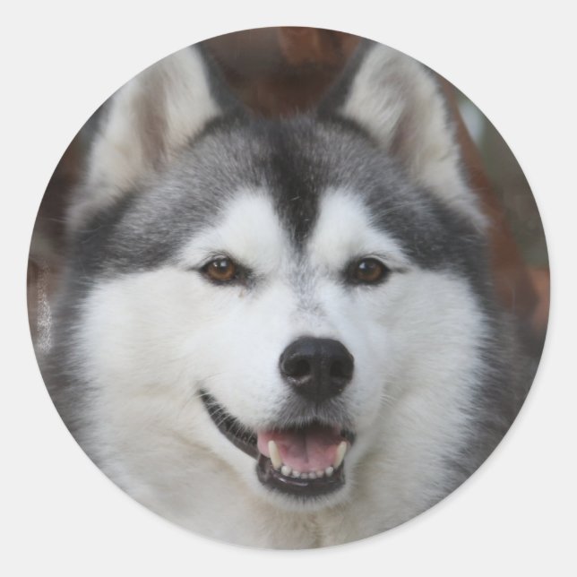 Sticker pour chien Husky (Devant)
