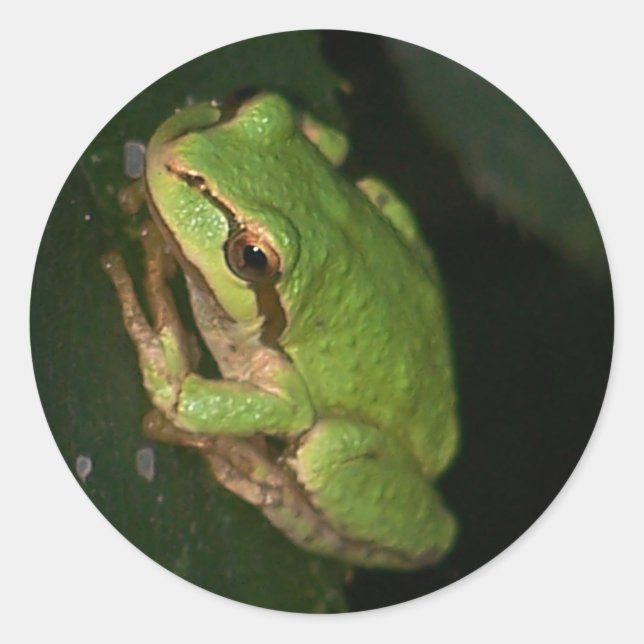 Sticker pour grenouille verte (Devant)