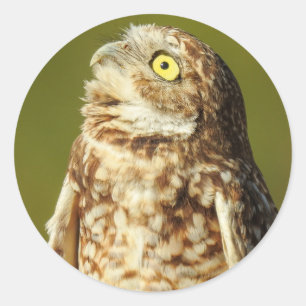 Sticker pour la Chouette