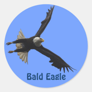 Sticker pour la faune de Bald Eagle Raptor Birdlov