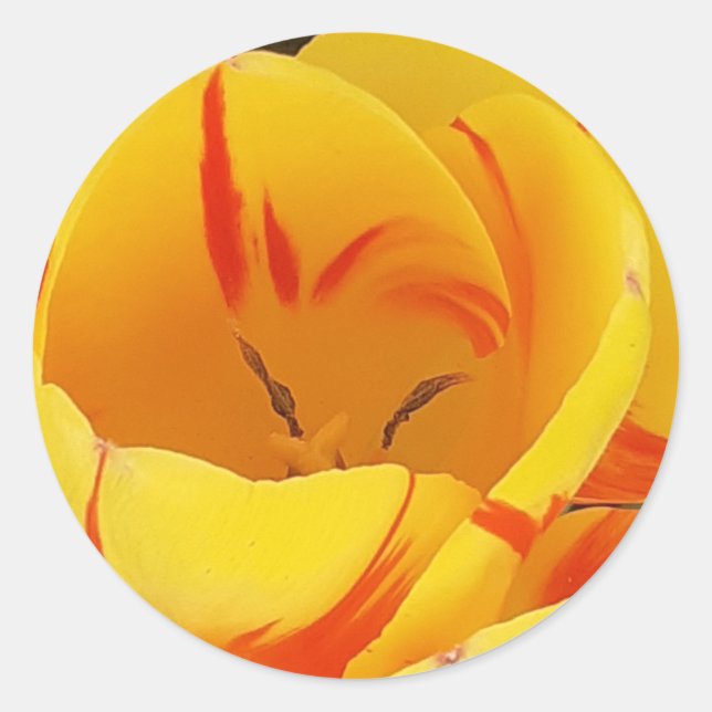Sticker pour tulipe jaune (Devant)