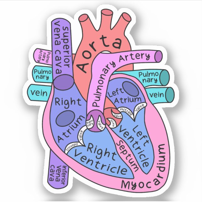 Sticker Praticien en cardiologie cardiaque anatomique (Devant)