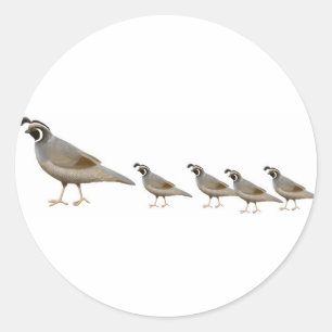 Sticker Quail Family