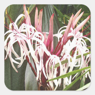 Sticker Queen Emma Crinum Lilies
