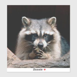 Sticker Raccoon 004