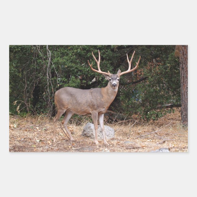 Sticker Rectangle cerf (Devant)