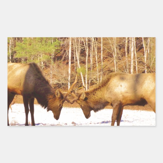 Sticker Rectangulaire 2~ deux Bull Elk dans la neige (Devant)