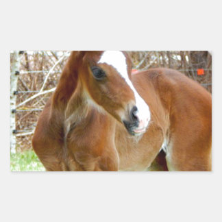 STICKER RECTANGULAIRE 2CUT HORSE FOAL BÉBÉ PONY