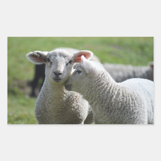 Sticker Rectangulaire agneau (Devant)