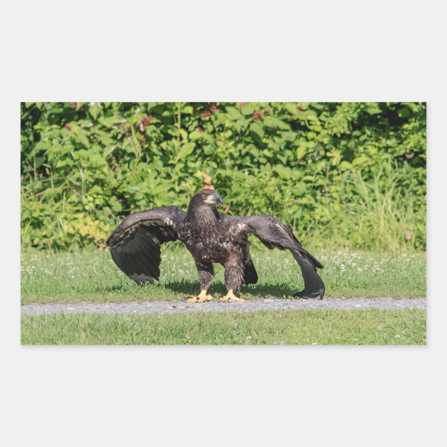 Sticker Rectangulaire Aigle à tête blanche juvénile (Devant)