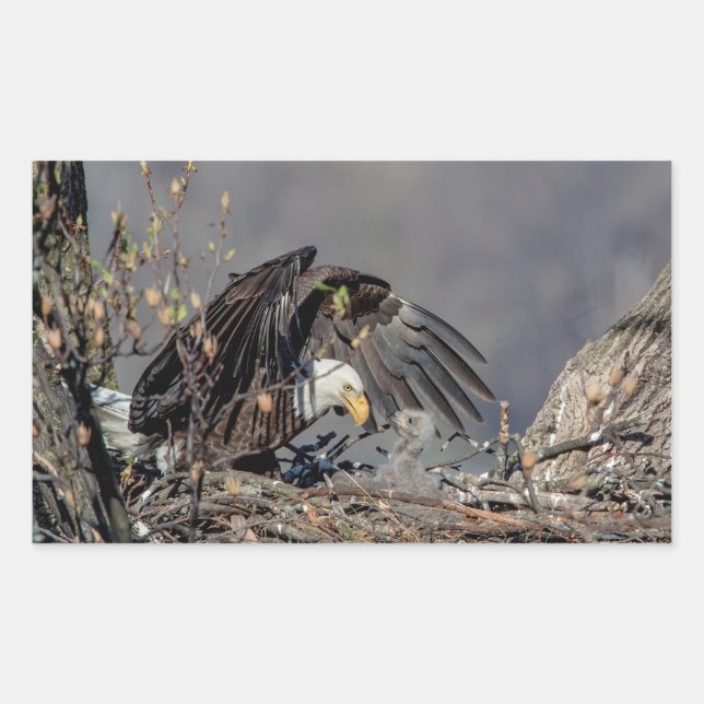 Sticker Rectangulaire Aigle avec son bébé (Devant)