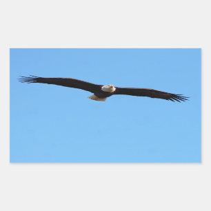 Sticker Rectangulaire Aigle de Bald en vol