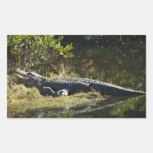 Sticker Rectangulaire Alligator américain se reposant le long d'une zone