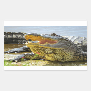 Sticker Rectangulaire Alligators de la Floride faces à face