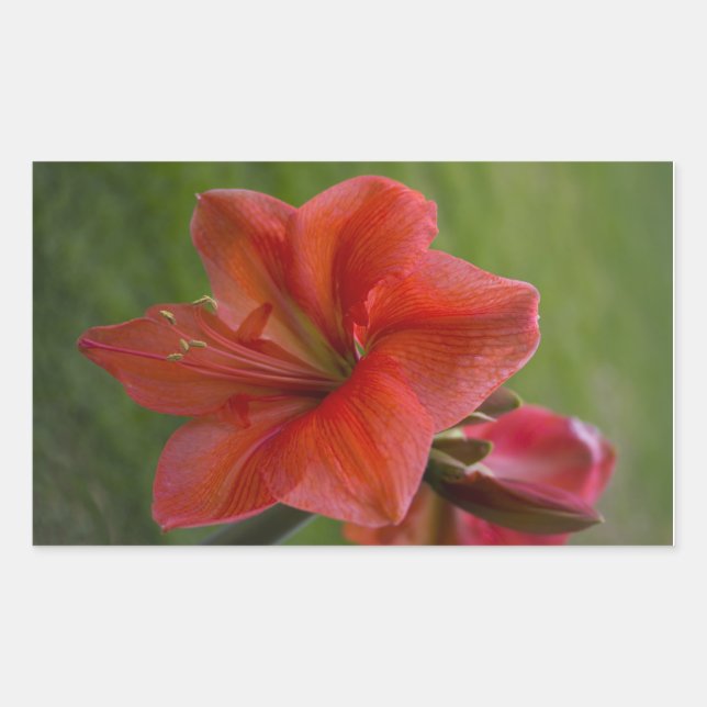 Sticker Rectangulaire Amaryllis (Devant)