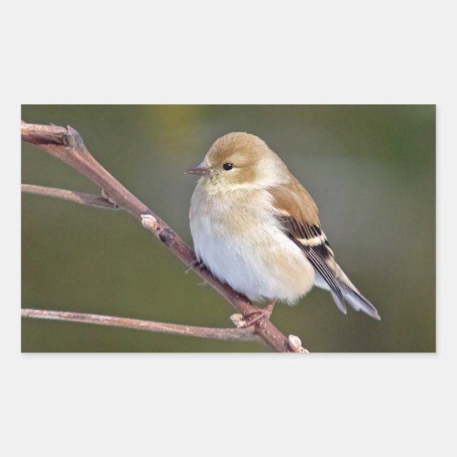 Sticker Rectangulaire Américain Goldfinch (Devant)