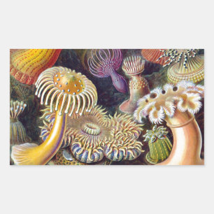 Sticker Rectangulaire Anémone de mer Nature scientifique Océan