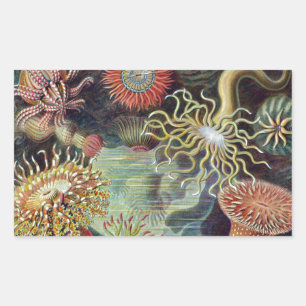 Sticker Rectangulaire Anémone de mer Nature scientifique Océan