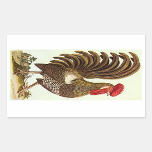 Sticker Rectangulaire Animaux de ferme vintages Poulets, Rooster Fière