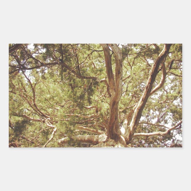 Sticker Rectangulaire Arbre (Devant)