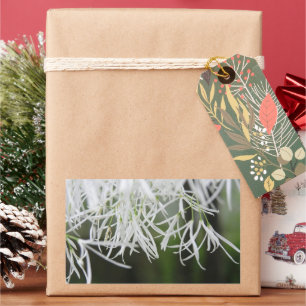 Sticker Rectangulaire Arbre frange (Chionanthus virginicus)