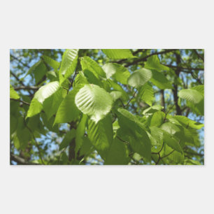 Sticker Rectangulaire Arbre vert Feuille à bouleau printanier