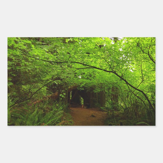 Sticker Rectangulaire Arbres à érable dans la forêt de séquoias (Devant)