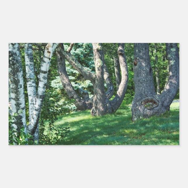 Sticker Rectangulaire Arbres à flanc de colline (Devant)