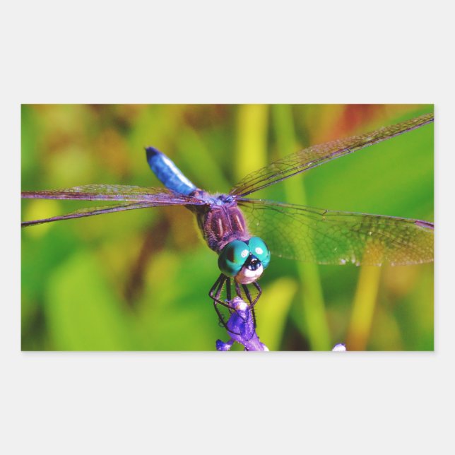 Sticker Rectangulaire Arc en ciel libellule et fleur (Devant)
