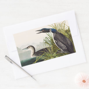 Sticker Rectangulaire Art vintage d'oiseau plongeur d'Audubon