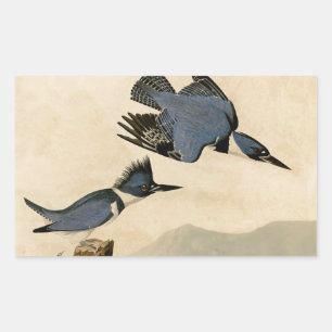 Sticker Rectangulaire Audubon Belted Kingfisher Wildlife Bird