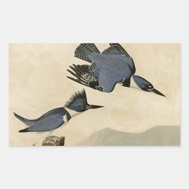 Sticker Rectangulaire Audubon Belted Kingfisher Wildlife Bird (Devant)