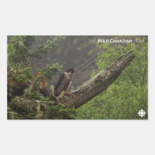 Sticker Rectangulaire Automne - Faucon pèlerin