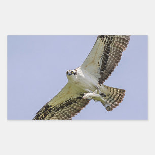 Sticker Rectangulaire Balbuzard pêcheur