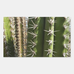Sticker Rectangulaire Barrel Cactus II Désert Nature Photo