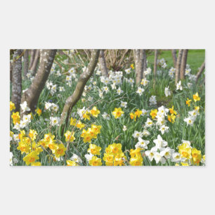 Sticker Rectangulaire Beau jardin de jonquilles de printemps
