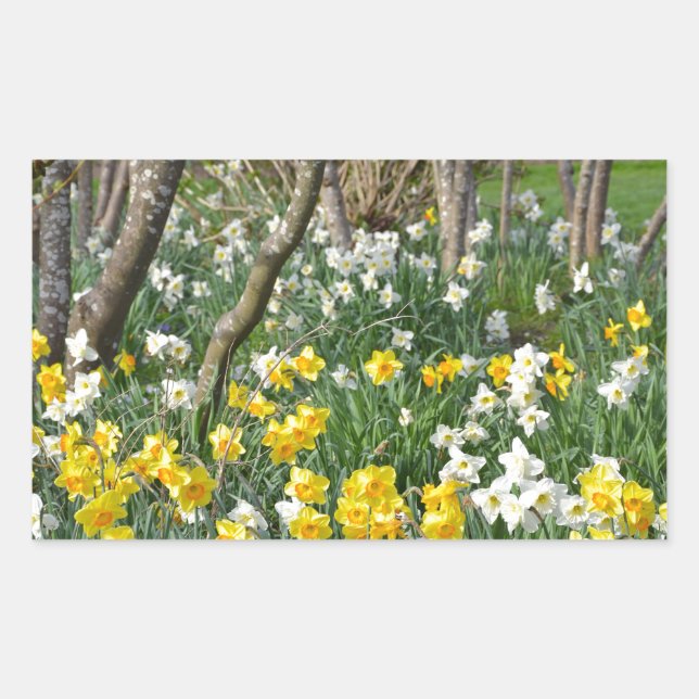 Sticker Rectangulaire Beau jardin de jonquilles de printemps (Devant)