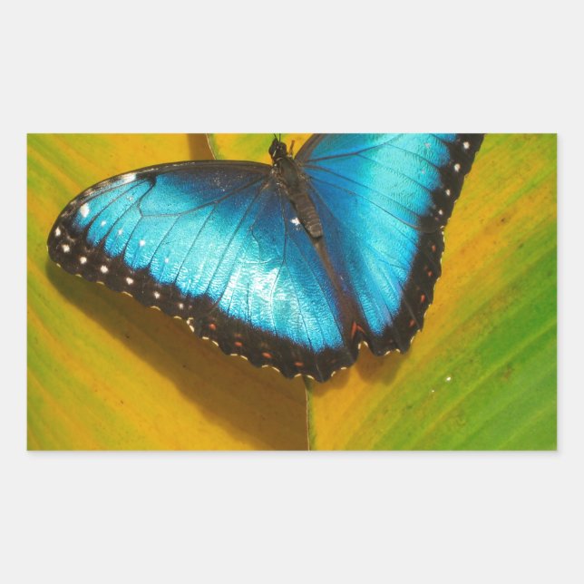 Sticker Rectangulaire Beau Papillon Iridescente (Devant)