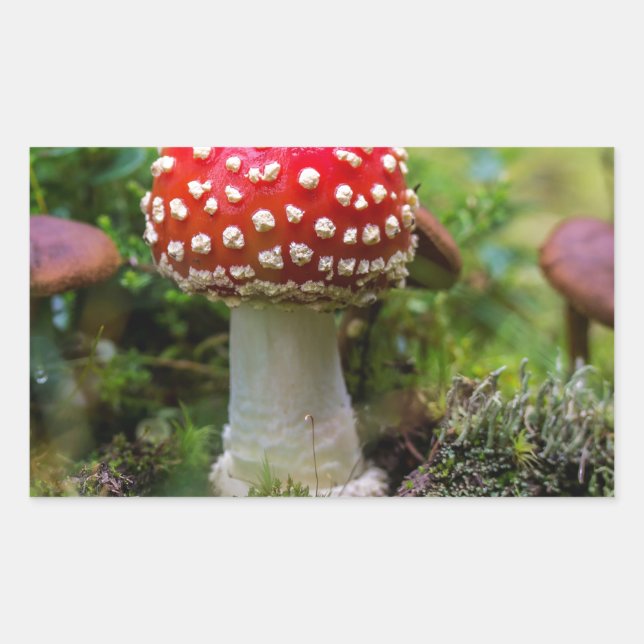 Sticker Rectangulaire Beauté d'automne (Devant)