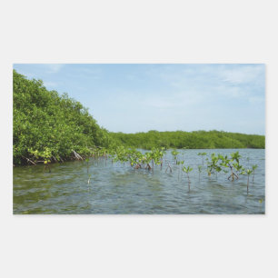 Sticker Rectangulaire Bébés palétuviers dans les Caraïbes