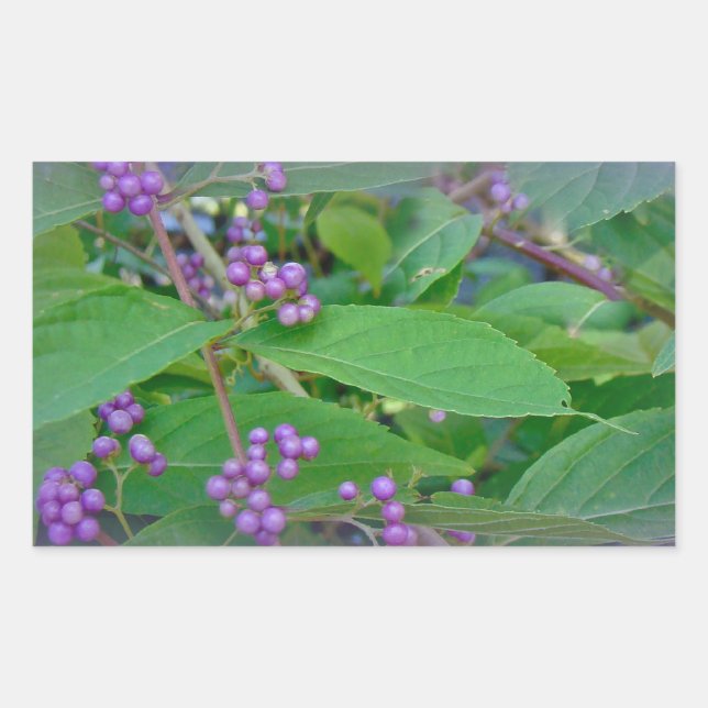 Sticker Rectangulaire Belle-Belle américaine (Callicarpa americana) (Devant)
