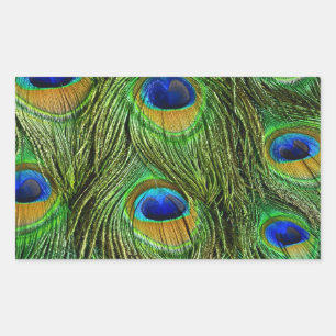 Sticker Rectangulaire Belles plumes de paon