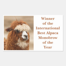 Best Alpaca Monobrow