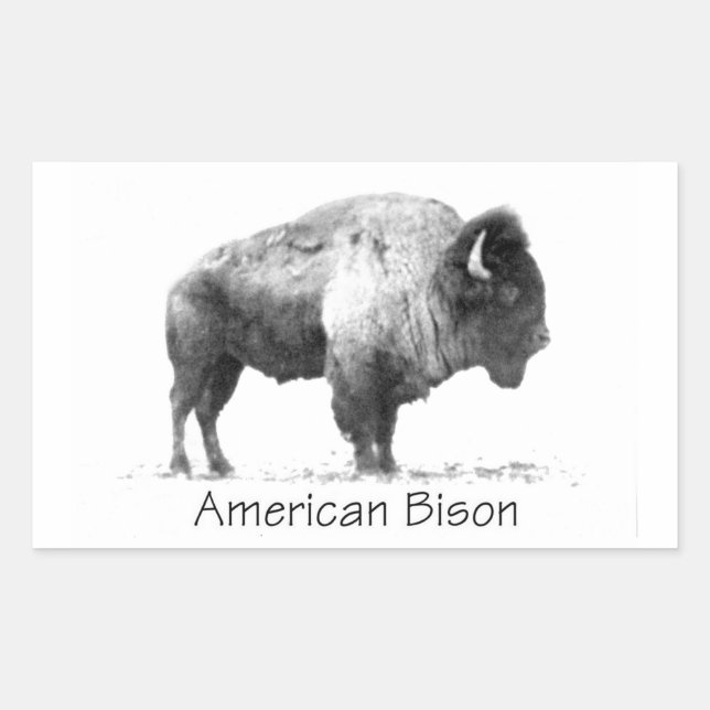 Sticker Rectangulaire Bison américain (Devant)