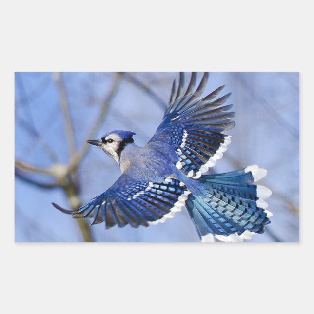 Sticker Rectangulaire Bleu Jay dans l'autocollant de vol (Devant)